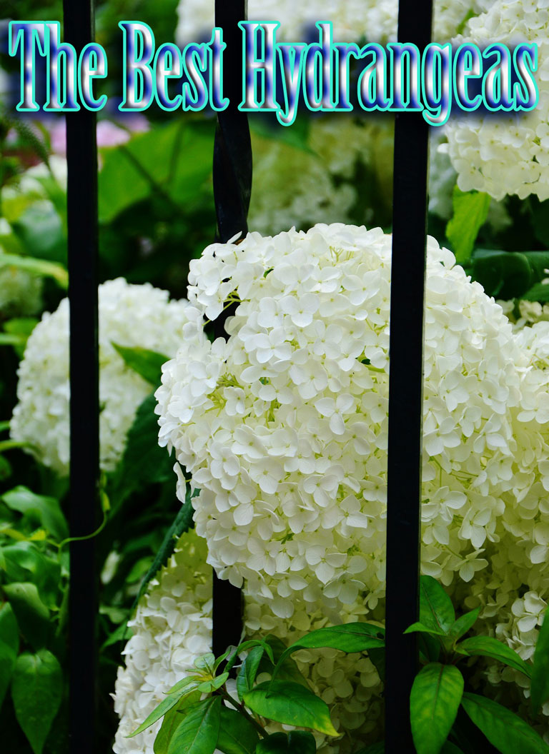 The Best Hydrangeas (Hortensia)