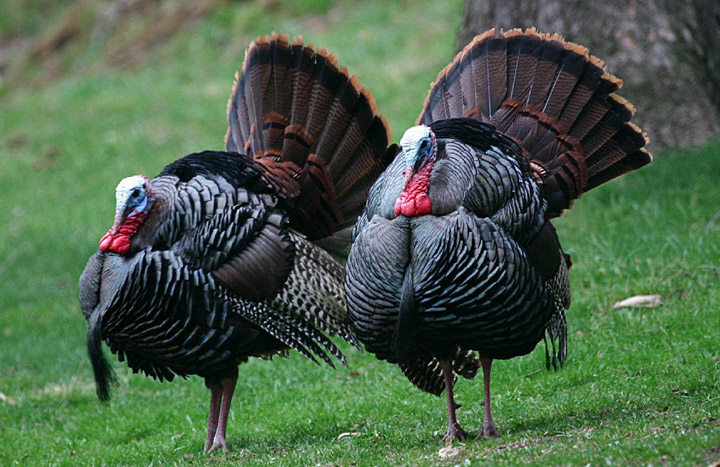 Wild turkeys terrorizing Teaneck residents