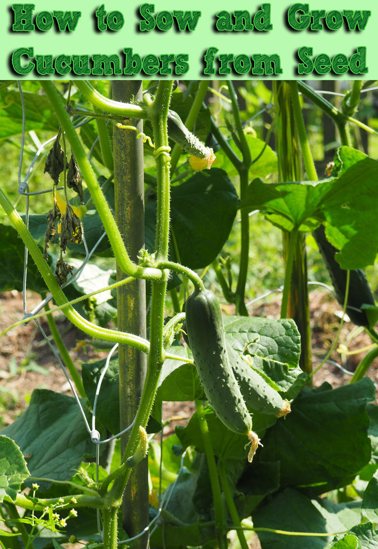 How to Sow and Grow Cucumbers from Seed