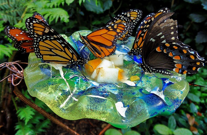 Butterfly Feeder in Garden