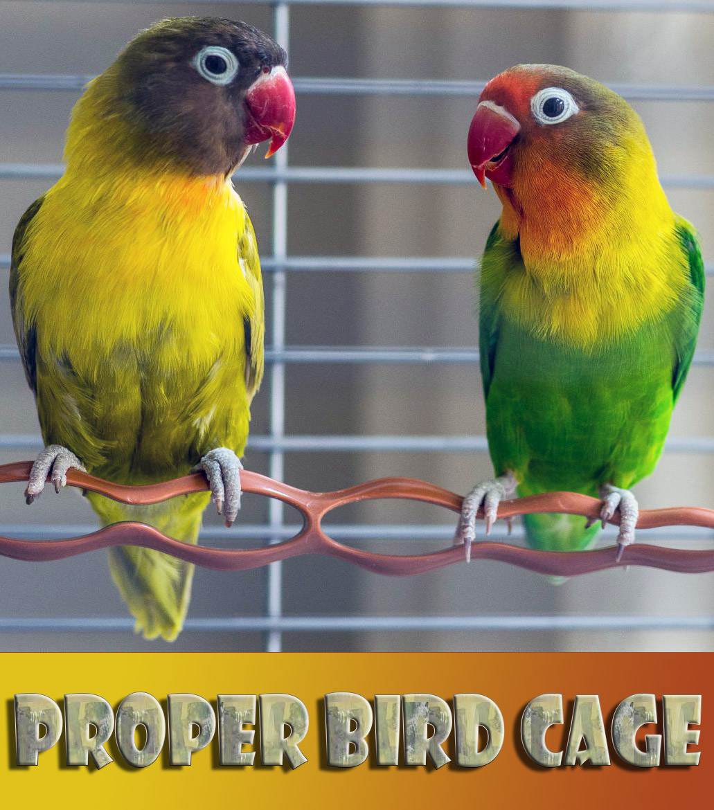 How to Choose a Proper Bird Cage