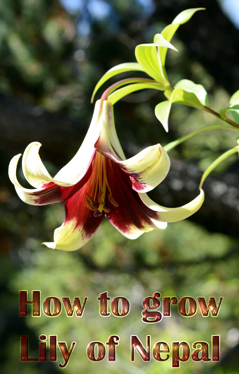 How to grow Lily of Nepal (Lilium Nepalense)