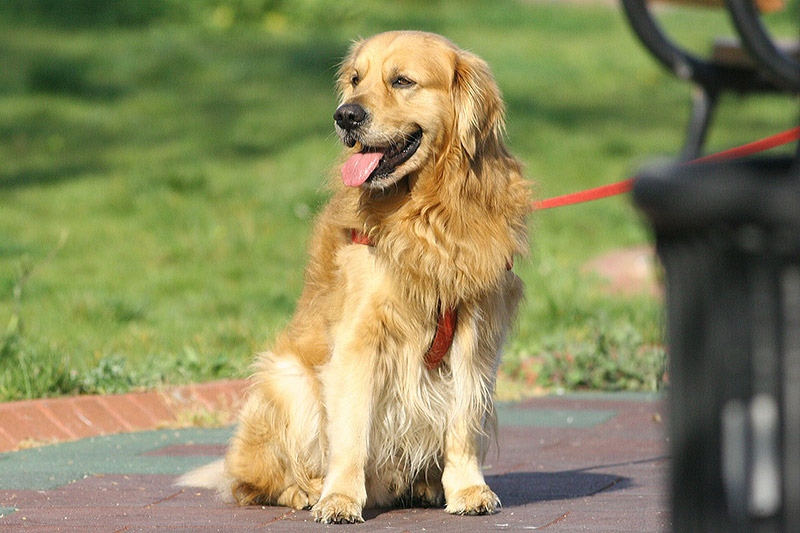World's Most Gentle Dog Breeds