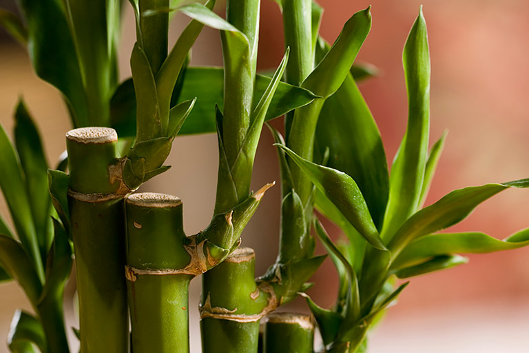 Lucky Bamboo