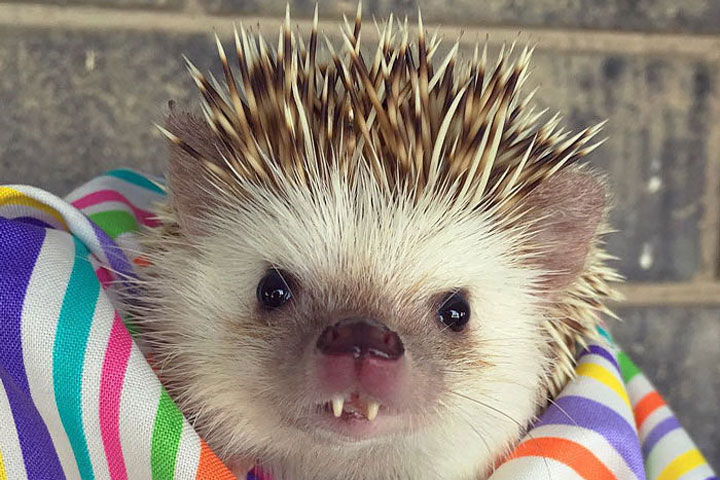 This ‘Vampire’ Hedgehog Is Instagram’s Newest Star