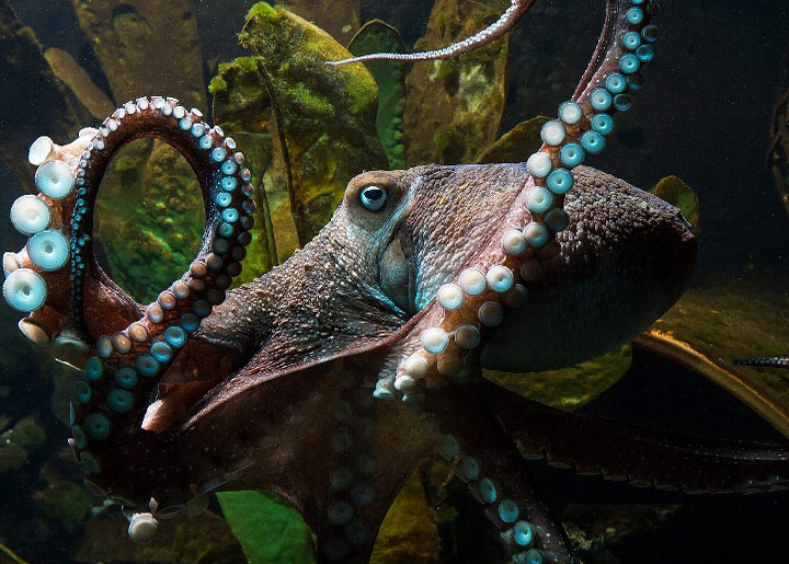 Smart Octopus Miraculously Escaped a National Aquarium