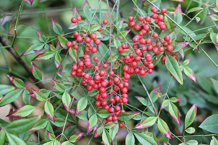 Heavenly Bamboo - Nandina domestica