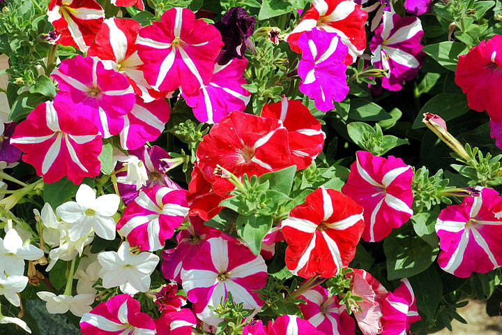 Add Colors In Your Garden – Grow Petunias