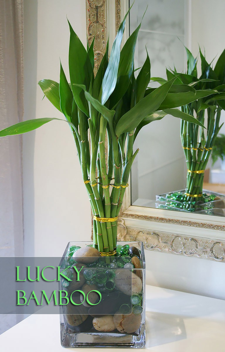 Lucky Bamboo - Perfect Office Plant