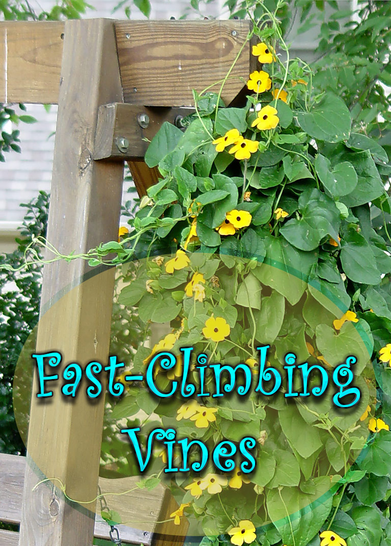 Fast-Climbing Vines for Your Garden