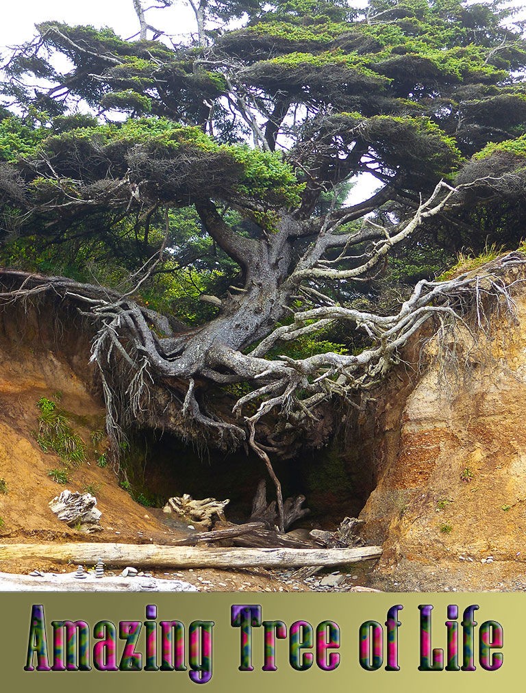 Iconic 'Tree of Life' in Kalaloch Is a Monument to Resilience