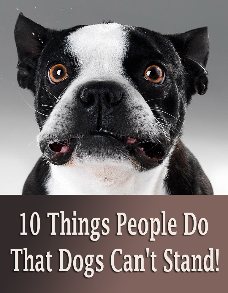 10 Things People Do That Dogs Can’t Stand