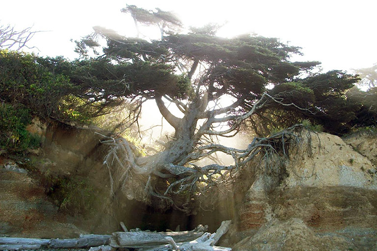 Iconic 'Tree of Life' in Kalaloch Is a Monument to Resilience