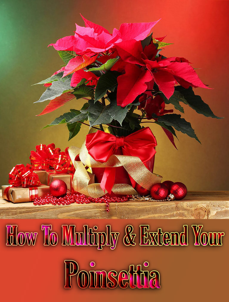 How To Multiply & Extend Your Poinsettia