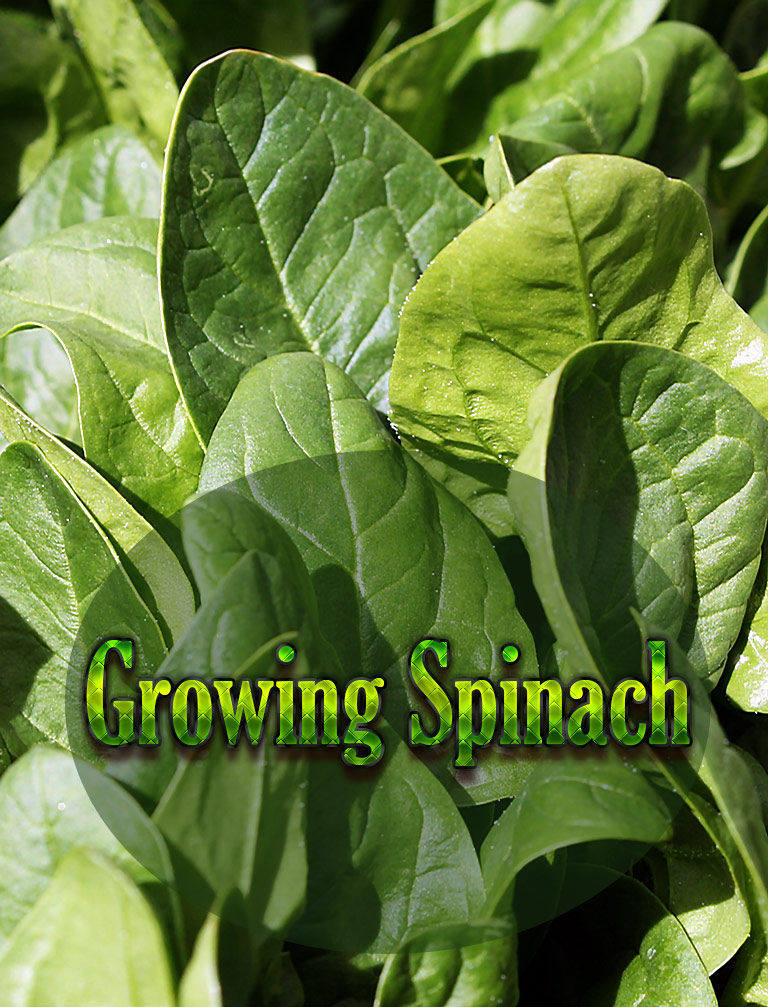 Growing Spinach