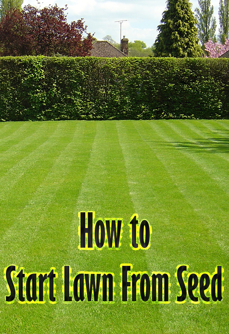 how to start grass from seed