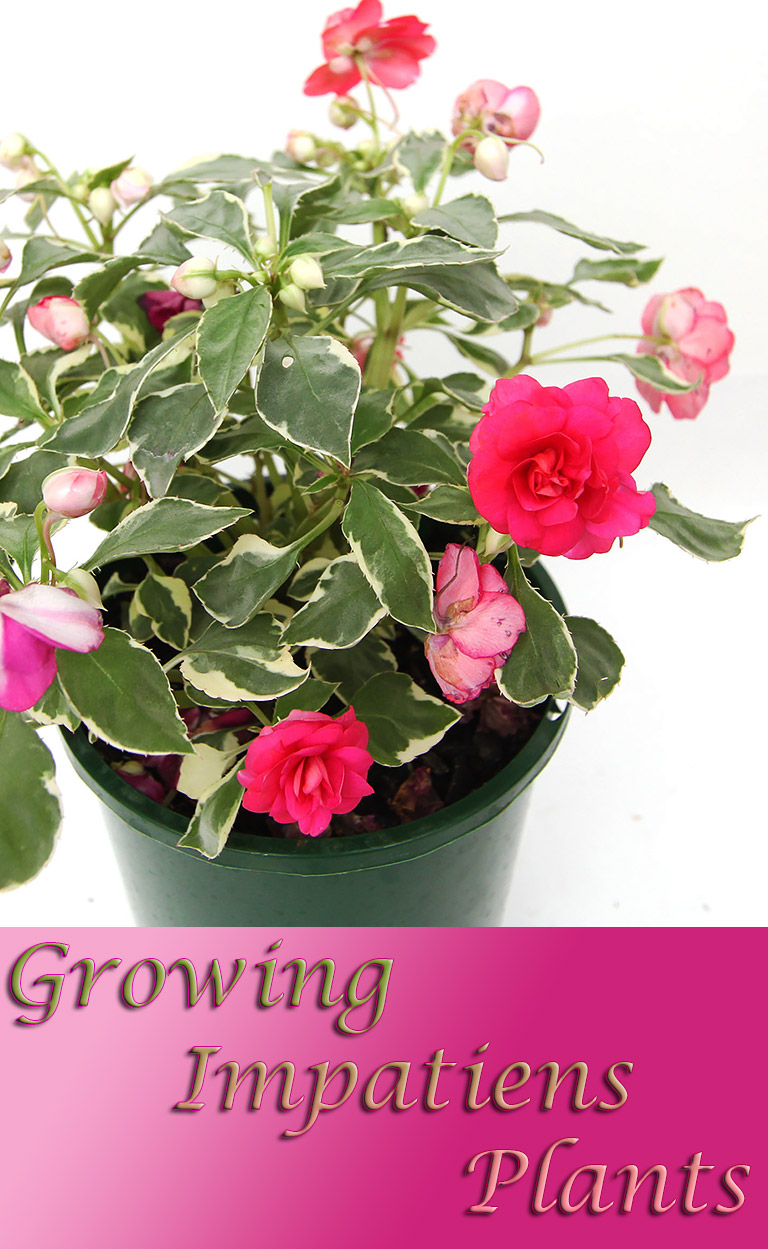 Growing Impatiens Plants