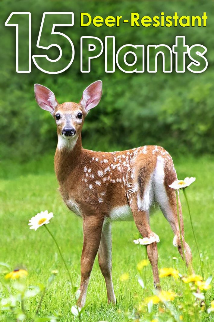 15 Deer Resistant Plants