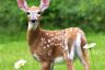 15 Deer-Resistant Plants