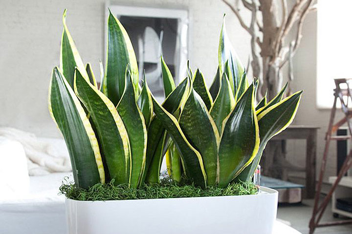 Snake Plant - Perfect Houselant