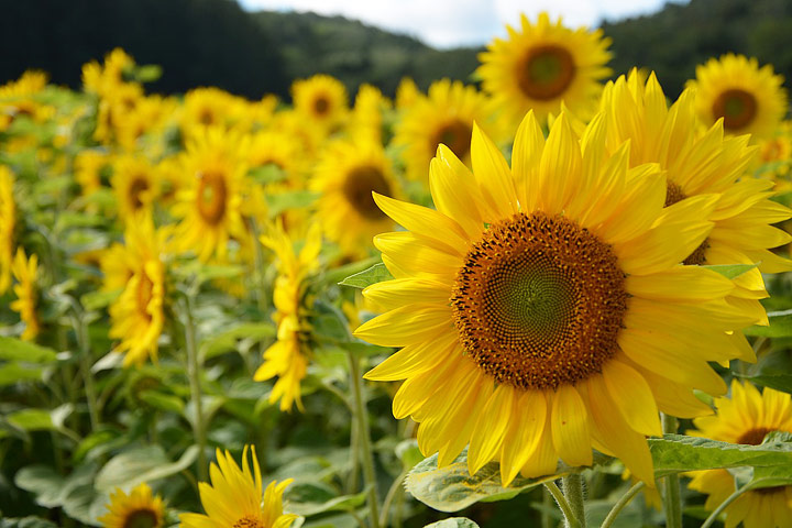 Sunflower – Growing Guide