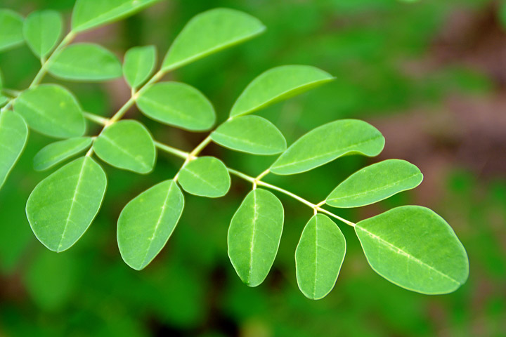 How to Grow Moringa Tree