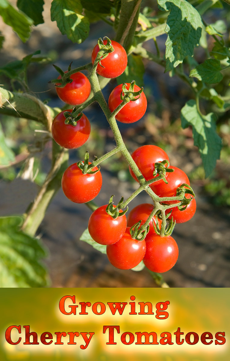 Cherry Tomatoes - Growing Guide