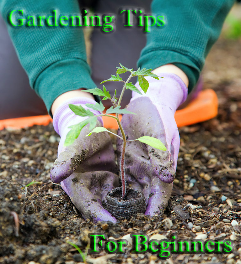 Gardening Tips for Beginners