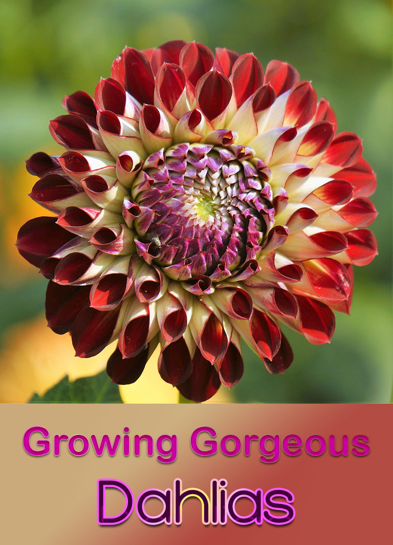 Guide To Growing Gorgeous Dahlias