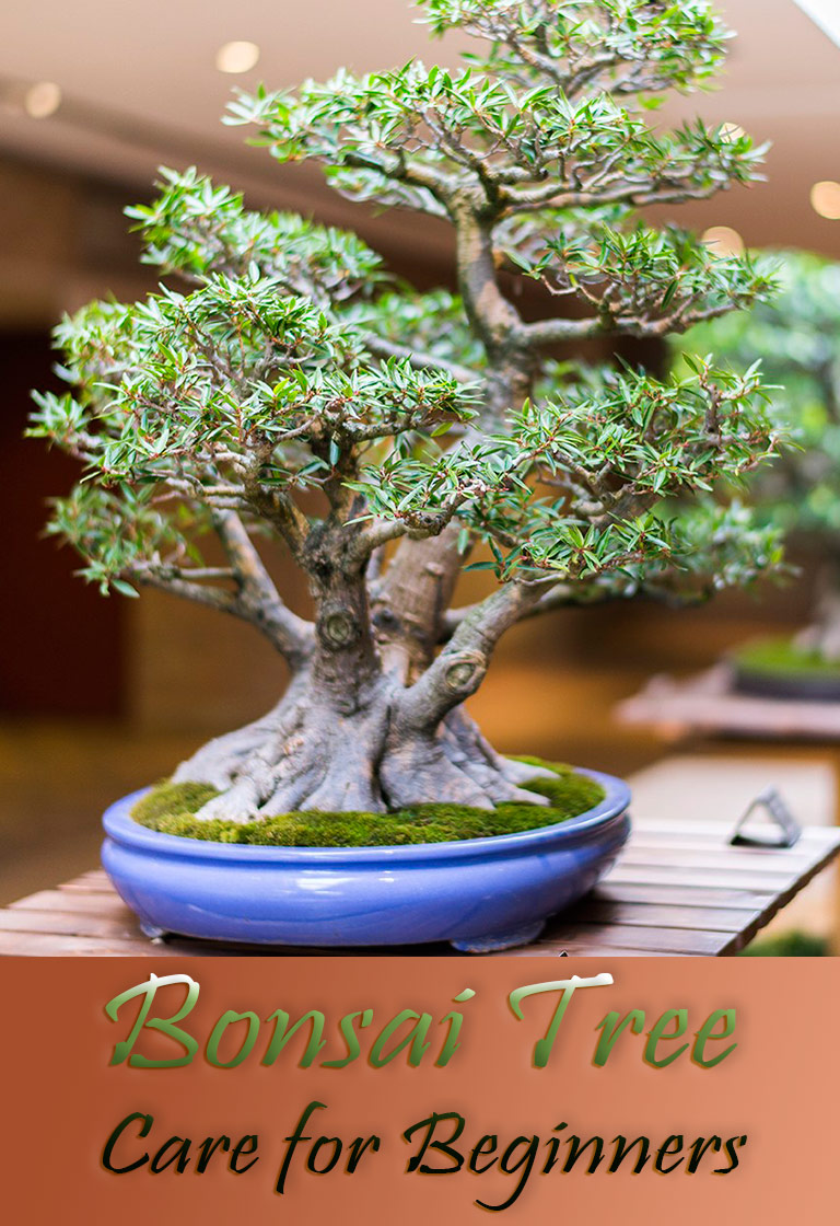 What To Do With Your First Bonsai