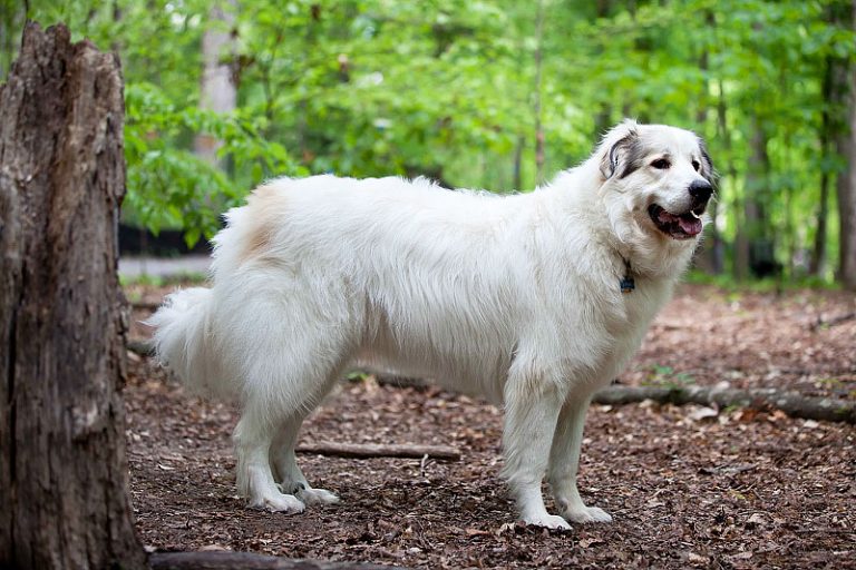 10 Most LaidBack Dog Breeds