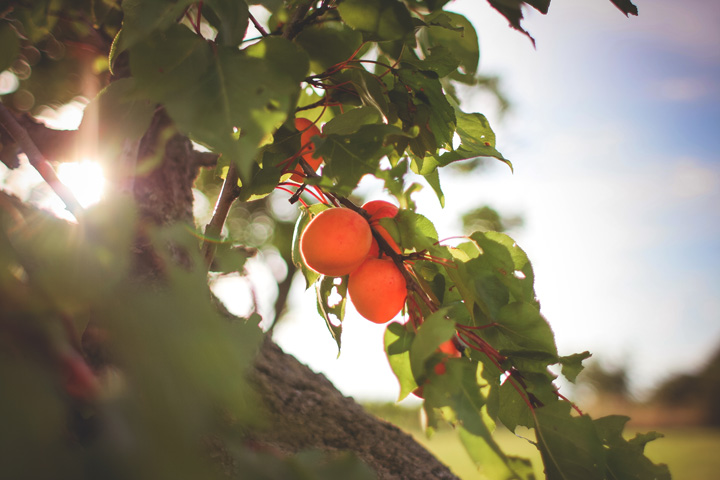 Apricots - Health Benefits