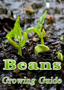 Beans - Growing Guide