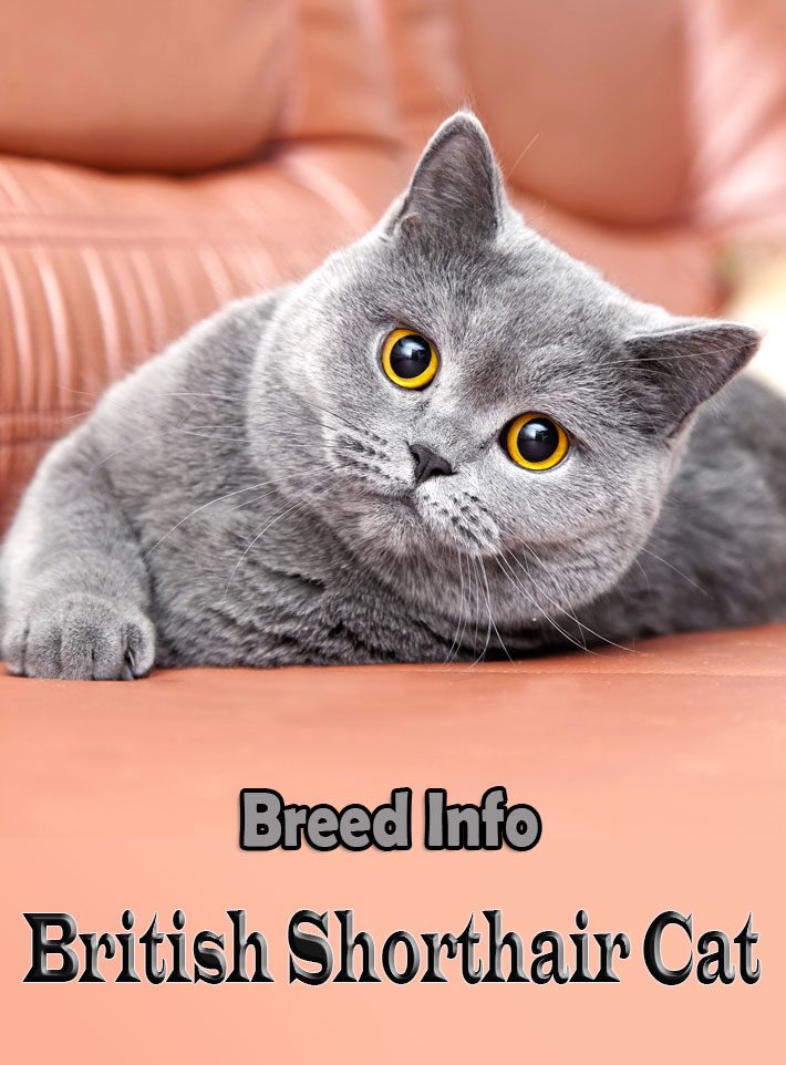 british blue shorthair cat temperament