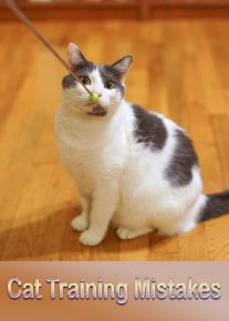 Cat Training Mistakes 11