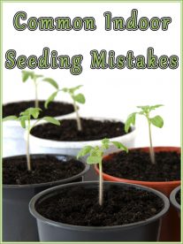Common Indoor Seeding Mistakes