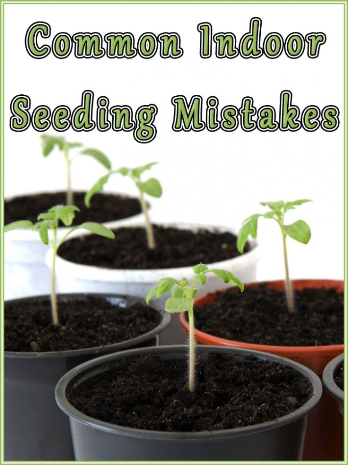 Common Indoor Seeding Mistakes