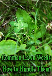 Common Lawn Weeds – How to Handle Them