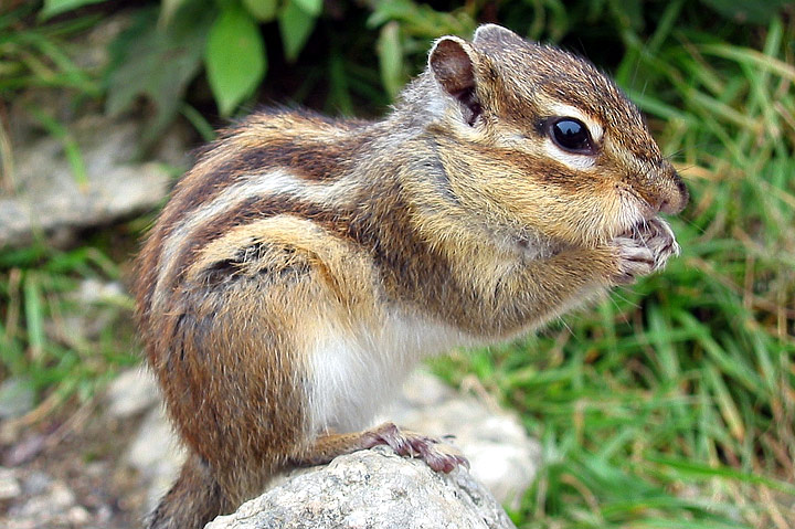 Siberian Chipmunk - Info and Care