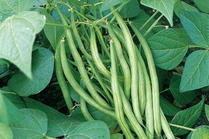 French Beans