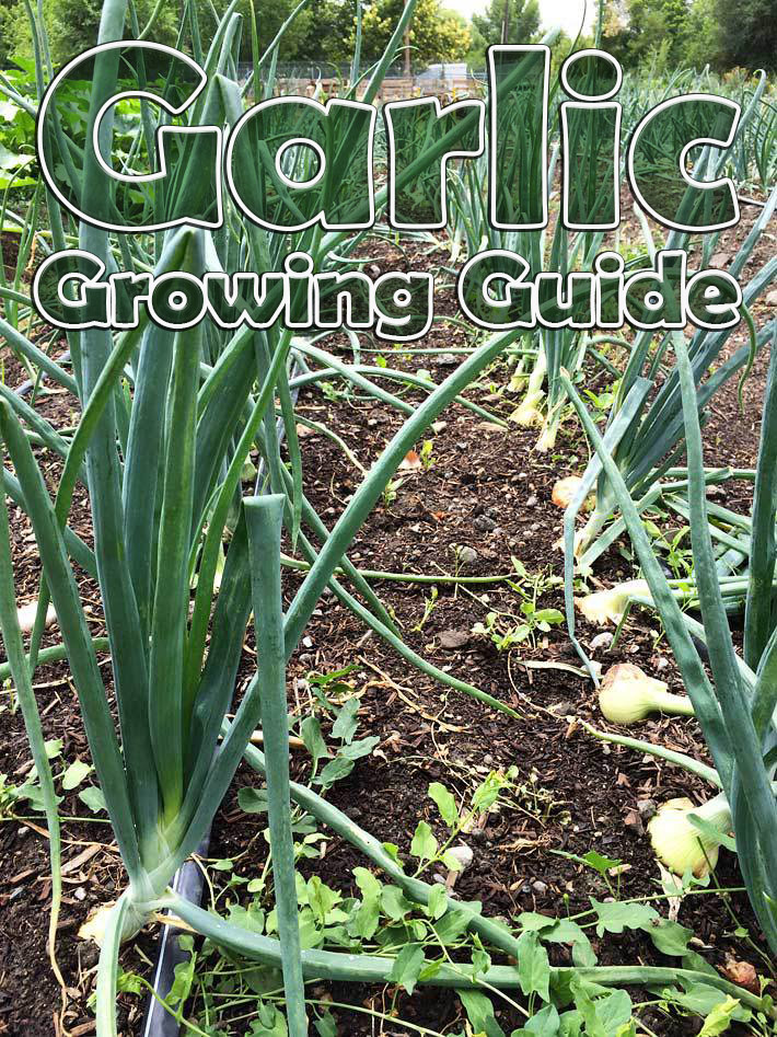 Garlic - Growing Guide