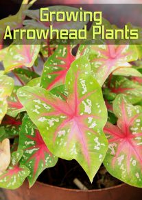 Growing Arrowhead Plants