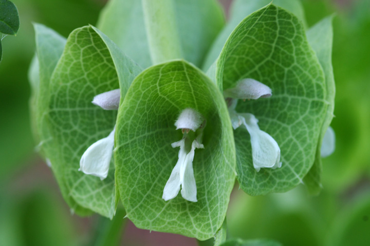 Growing Bells of Ireland