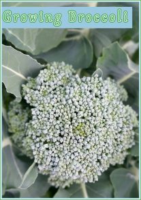 Growing Broccoli