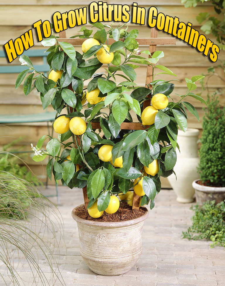 How To Grow Citrus in Containers