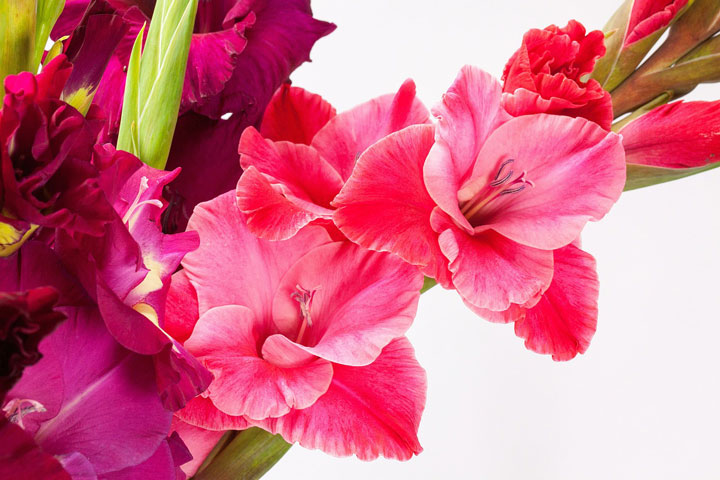 How To Grow Gladiolus In Your Garden