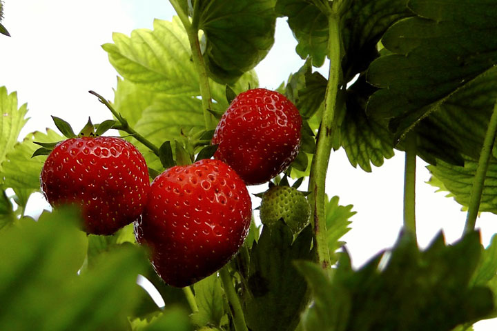 How to Grow Strawberries