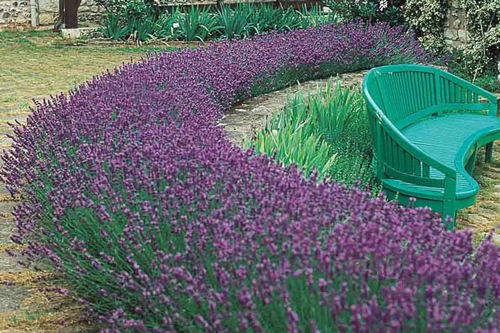 Lavender Hedge – Create and Care