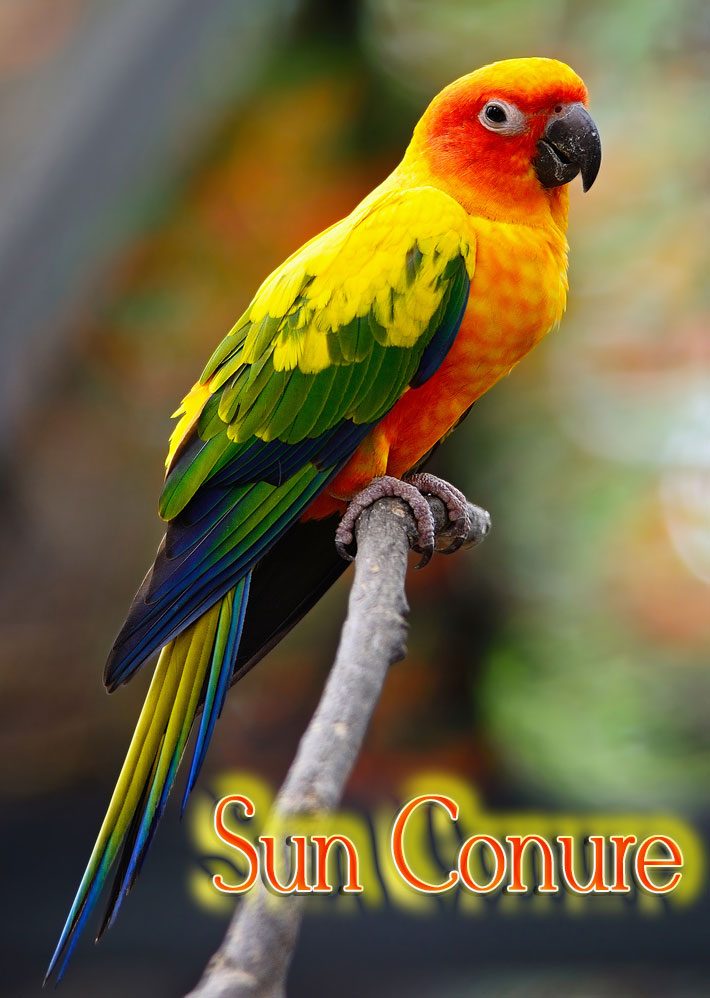 Lovely Sun Conure Parrot