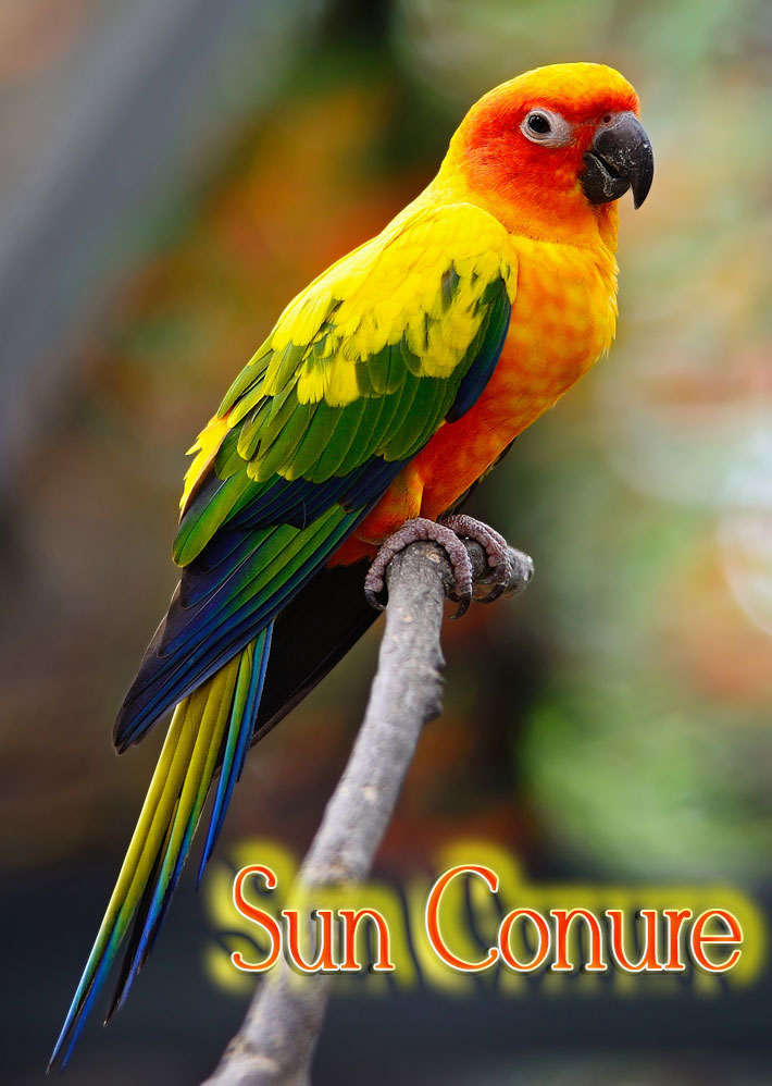 Lovely Sun Conure Parrot,Pictures Of Ducks On Water
